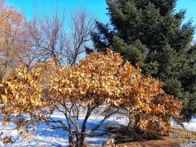 春天來了+哈爾濱+讓春天來的在快一些吧