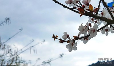 江堤嬌媚舞春風(fēng)————櫻花（1）