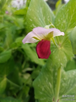 菜豆花綻芳吐蕊