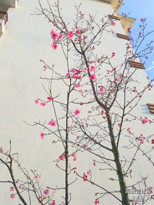 s7更新7.0后拍攝——美麗櫻花