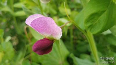 花花世界——荷蘭豆花