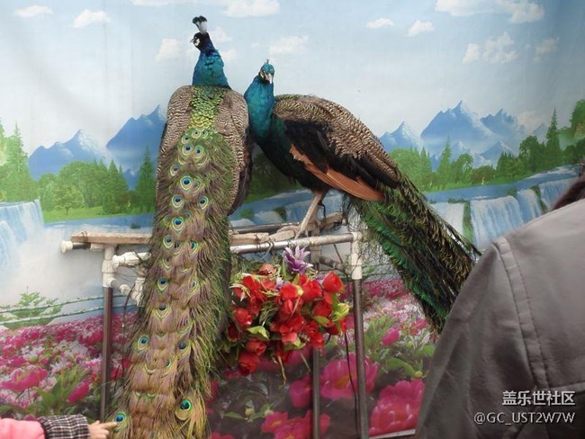 升級(jí)7.0被騙了