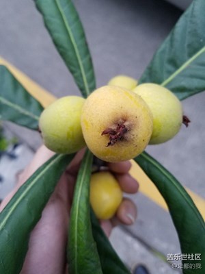 有點酸 自動模式拍攝