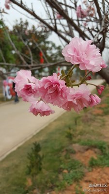??從化櫻花