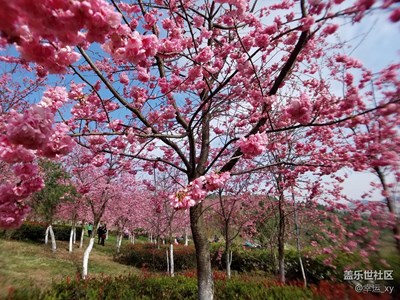 【S7拍攝】櫻花浪漫惹人醉