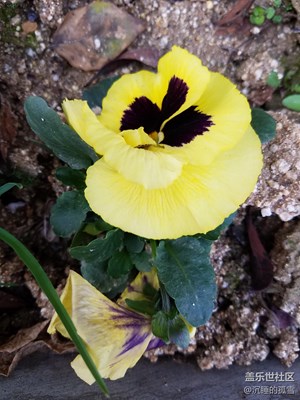 像蝴蝶一樣的花