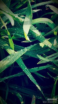 從來沒好好用過我的Note4好好拍過！