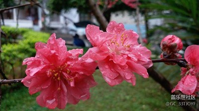 花的世界