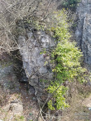 絕壁上的植物，很堅(jiān)強(qiáng)