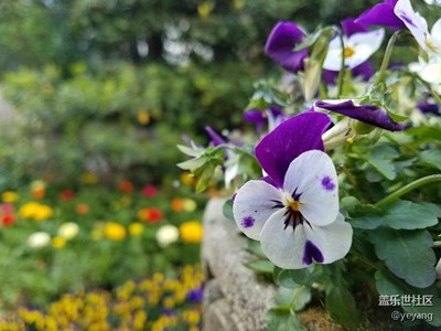 今天在靜安公園隨手拍的照片