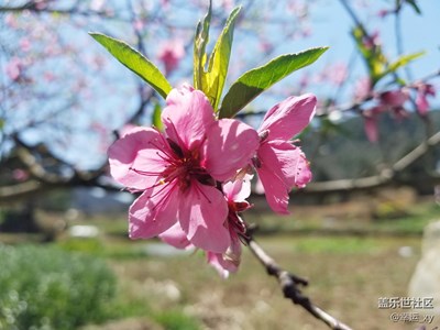 【S7拍攝】桃花爭艷