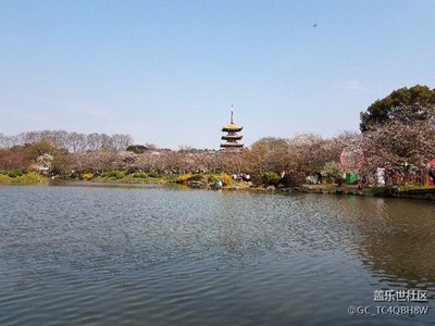 又是一年櫻花季