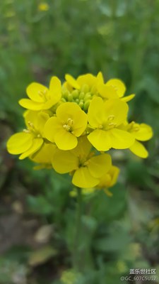 黃花分外香