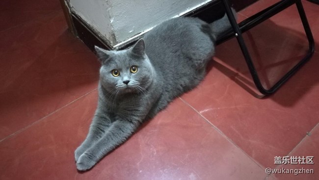 我家藍胖子的養(yǎng)成。。。