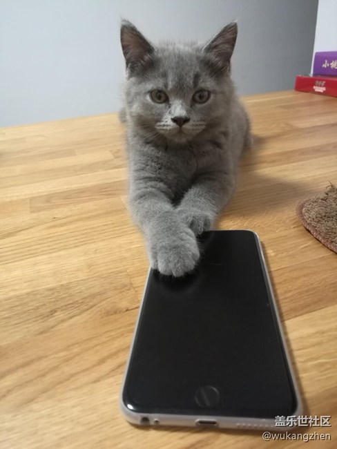 我家藍胖子的養(yǎng)成。。。