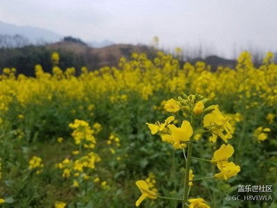 油菜花的香氣