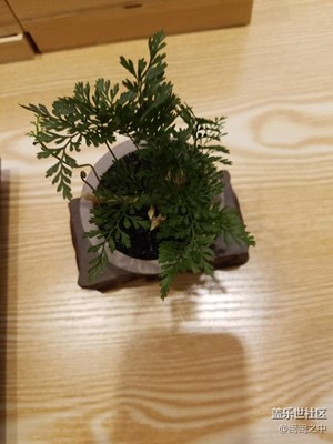 偶遇美美噠家居小盆栽