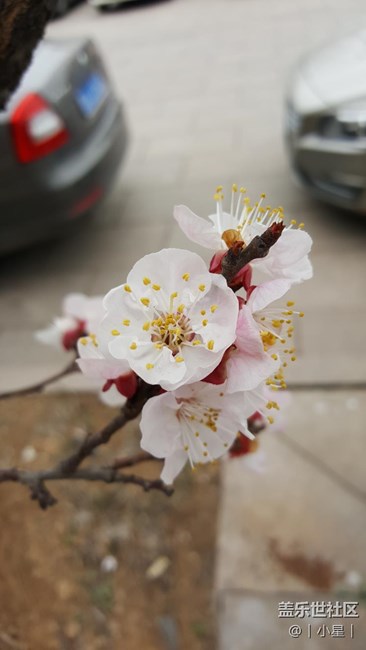 note5隨手拍櫻花