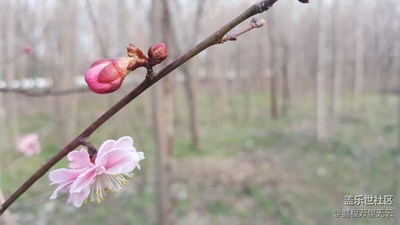 花兒為什么這樣紅