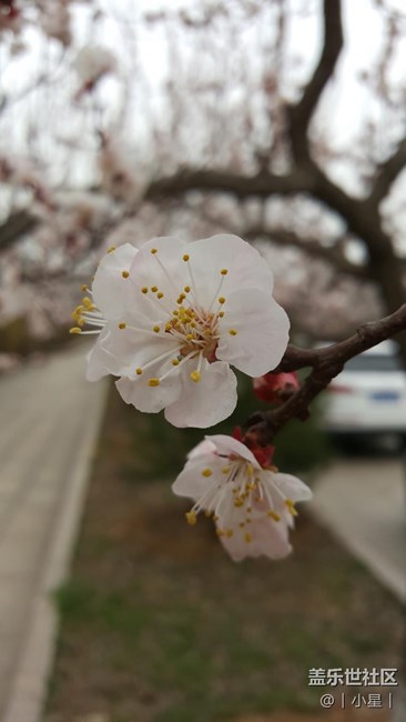 note5隨手拍櫻花