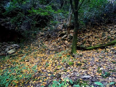 深山大樹自成林