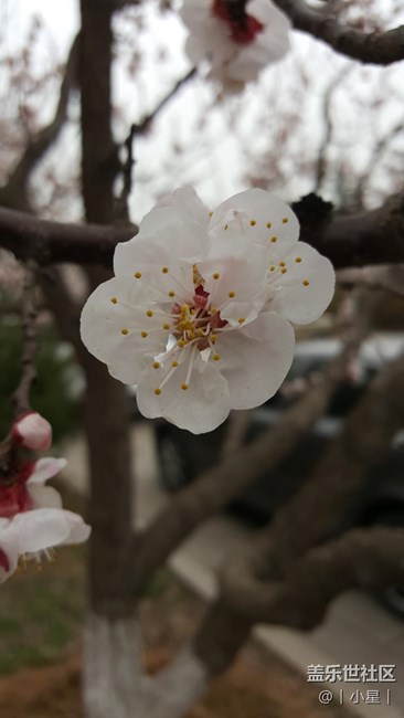 note5隨手拍櫻花