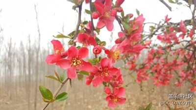 春天來(lái)了