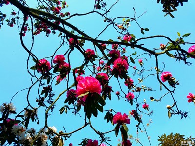 馬纓花盛開(kāi)