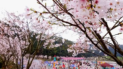 三月櫻花季