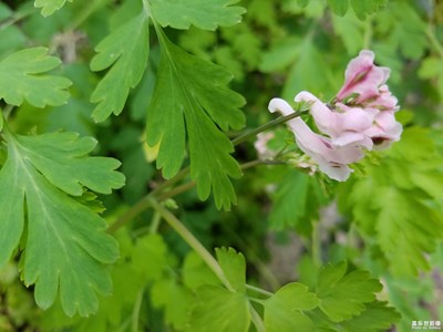 微距對焦效果，一個字：差