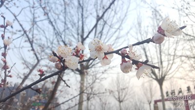游園驚夢古道邊