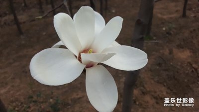 白說(shuō)蓮花