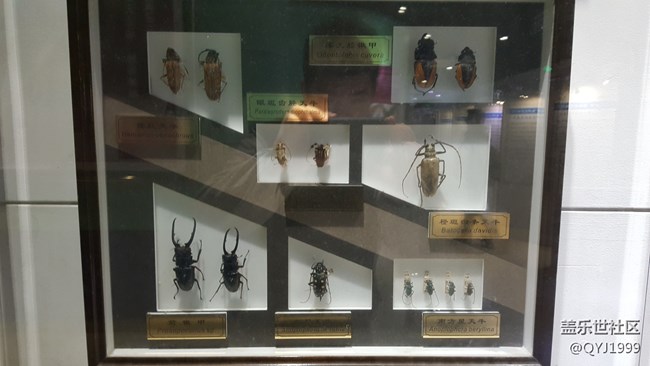 分享一下上海昆蟲博物館參觀心得