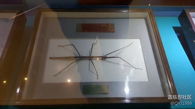 分享一下上海昆蟲博物館參觀心得
