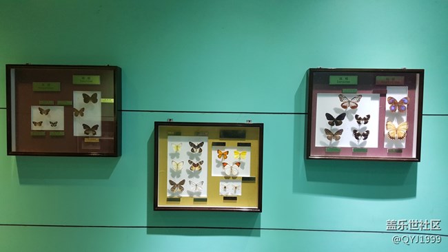 分享一下上海昆蟲博物館參觀心得