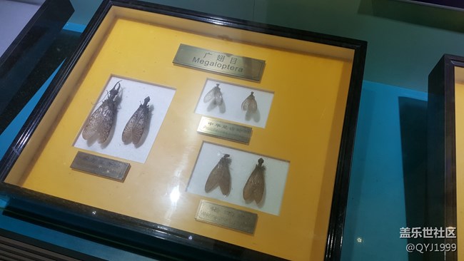 分享一下上海昆蟲博物館參觀心得