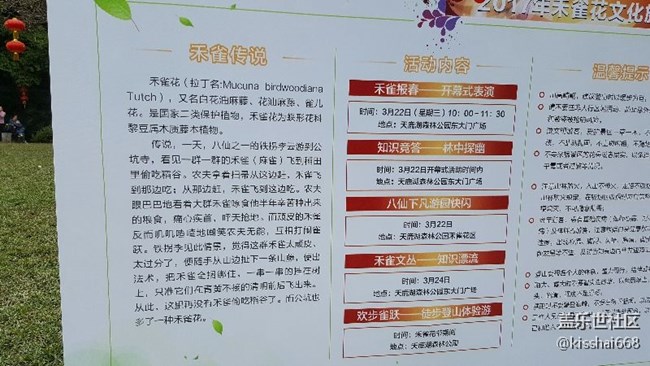 待放的禾雀花~