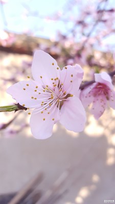 隨手拍自家的桃花，給個評價怎么樣。
