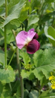 大家熟悉這花嗎？
