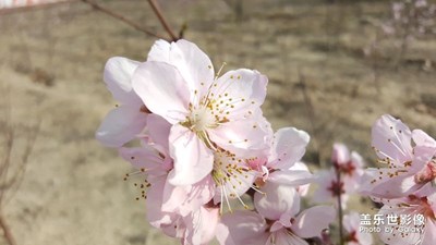 春天真的來(lái)了