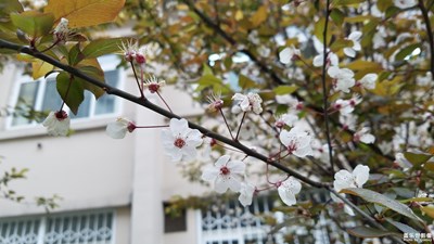 春天來(lái)啦!花好看嗎？