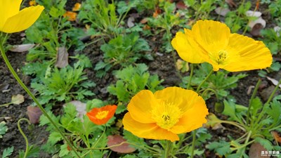 春天來(lái)啦！校園小花隨拍