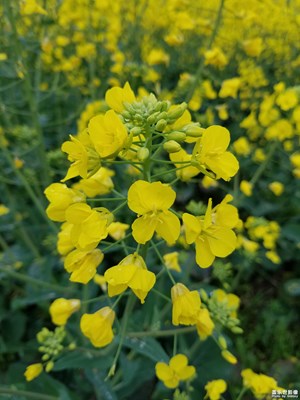 花開(kāi)的季節(jié)--油菜花（發(fā)出來(lái)給大家看看）