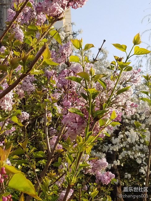 S7E 的微距拍攝照片