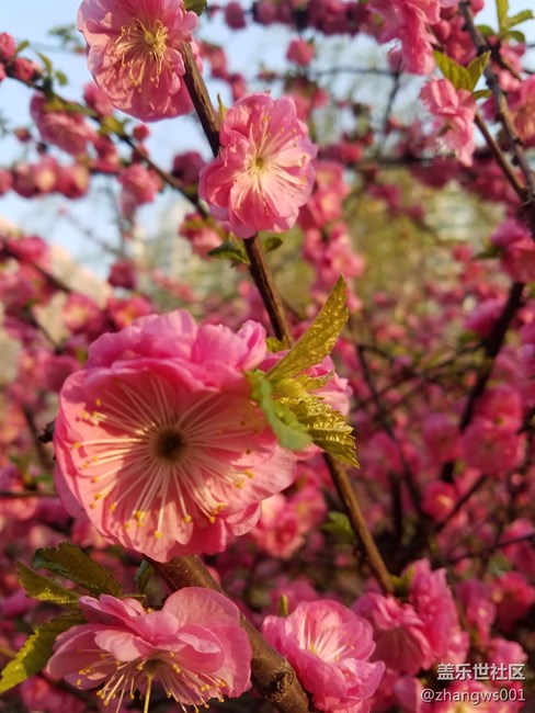 S7E 的微距拍攝照片