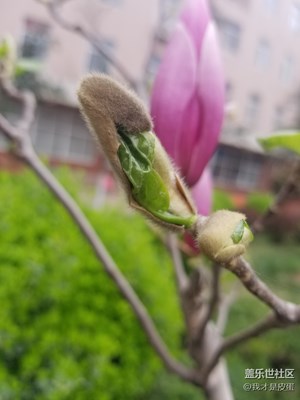 含苞欲放的玉蘭花