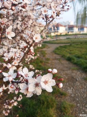 路+濰坊+春天的路