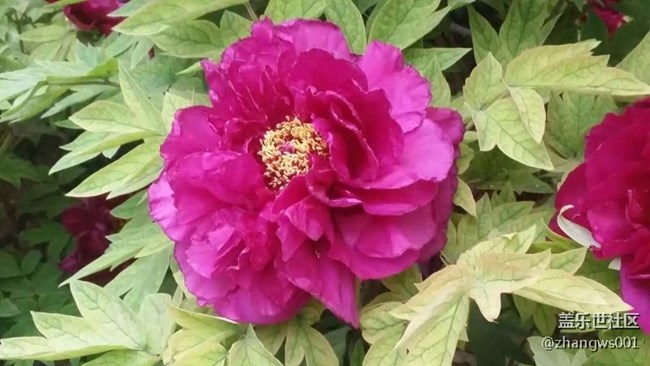 千年帝都  牡丹花城  洛陽歡迎你！