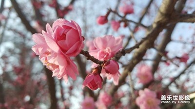 春天來了。美美的。桃花