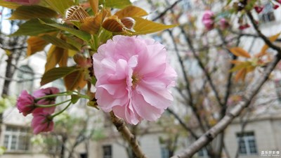 山櫻-櫻花下，一寸春心